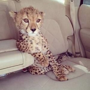 Meet your Posher, El